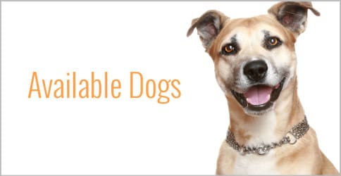 dog-graphic