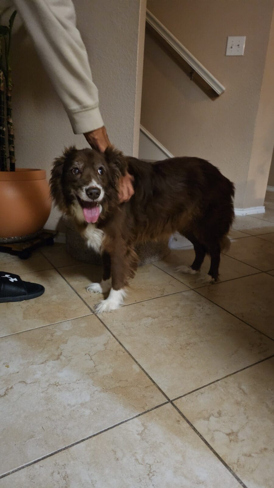 found-collie